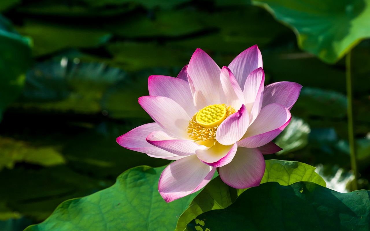 山清（qīng）水澈始於信（xìn） 化汙為蓮踐於行